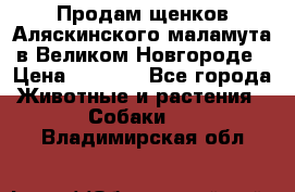 Продам щенков Аляскинского маламута в Великом Новгороде › Цена ­ 5 000 - Все города Животные и растения » Собаки   . Владимирская обл.